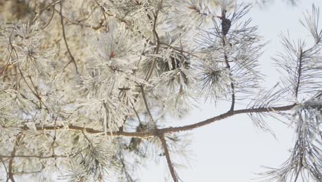 Frozen-conifer-branches,-pine-trees-in-ice-in-white-winter