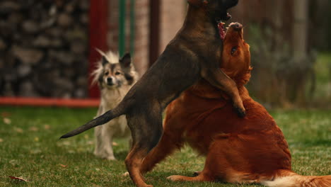 A-Belgian-Malinois-puppy-playing-with-a-Golden-Retriever-dog,-and-a-Border-Collie-barking-at-them