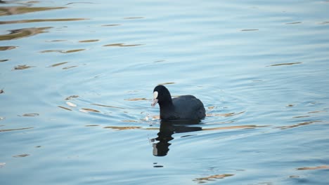 Eurasian-common-coot-pick-algae-in-shallow-water-while-swimming-,-black-water-bird-with-white-beak-and-red-eyes