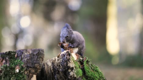 Isolated-close-up-of-grey-squirrel-eating-a-pinecone-while-sitting-on-a-stump