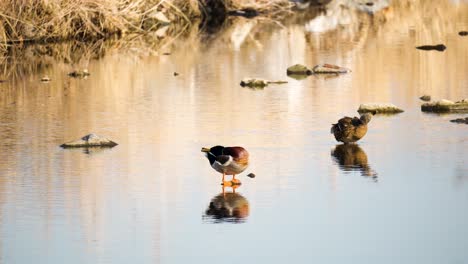 Two-Wild-Mallard-Ducks-Standing-on-Stones-in-Shallow-Stream-or-Pond-Preening-Plummage-or-Cleaning-Feathers,-Ducks-Couple-Reflected-in-Water-Surface-Under-Sunset-Light-in-Winter
