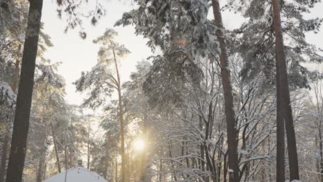 Schöne-Winterlandschaft-Mit-Schneebedeckten-Bäumen-An-Sonnigen-Tagen,-Panoramasicht