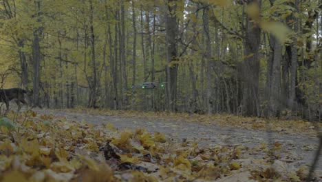 drone-uses-its-propellers-to-blow-away-a-pile-of-autumn-leaves