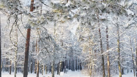 Iconic-woodland-landscape-covered-in-deep-snow,-handheld-view
