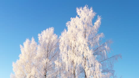 Frosty-white-sunlit-winter-tree-tilt-up-view-to-clear-cloudless-blue-sky