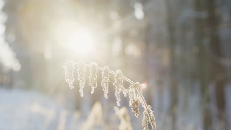 Bright-sunflare-on-a-winter-frozen-morning,-close-up-of-frosty-plant,-pan