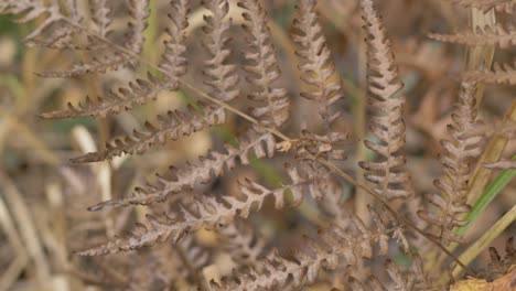 close-up-shot-of-a-fern-plant