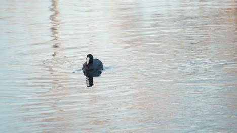 Eurasian-common-coot-grazing-algae-in-shallow-water-at-sunset-in-New-Zealand