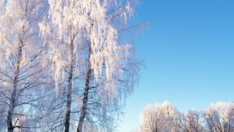 Magical-white-trees-on-a-cold-but-sunny-winter-morning,-low-angle-tilt-up