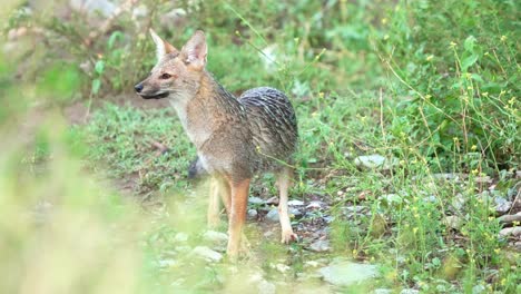 Ein-Pampa-Fuchs-Im-Natürlichen-Lebensraum,-Der-Im-Sommer-In-Die-Kamera-Schaut,-Während-Er-In-Einem-Blumenfeld-Riecht,-Merlo,-San-Luis,-Argentinien