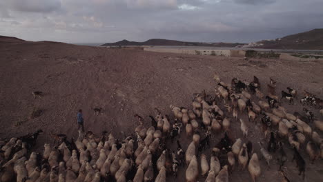 Aerial-shot-following-a-flock-of-sheep-and-goats-to-the-top-of-the-mountain-and-during-sunset,-in-the-municipality-of-Galdar-on-the-island-of-Gran-Canaria,-Roque-Partido