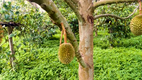 Delicious-organic-durian-fruit-on-tree,-stinky-fruit-from-thailand,-delicacy,-reveal-shot
