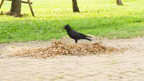 crow-in-citypark-on-pile-of-leaves-looking-around-and-hops-out-of-frame