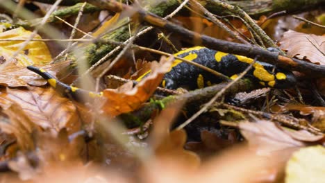 Gelb-schwarz-Gefleckter-Feuersalamander-Kriecht-Durch-Braune-Blätter-Und-Totes-Holz-Aus-Nächster-Nähe