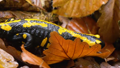 yellow-black-poisonous-fire-salamander-creeps-through-leaves-very-close-up