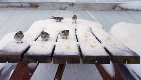 Closeup-at-cute-snow-buntings-eating-bird-seeds-off-the-table,-in-winter