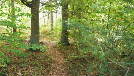 Spaziergang-Im-Grünen,-Schönen-Wald-Mit-Vögeln-Zwischen-Den-Bäumen