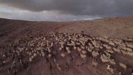 Aerial-shot-closely-following-a-flock-of-sheep-and-goats-during-sunset,-in-the-municipality-of-Galdar-on-the-island-of-Gran-Canaria,-Roque-Partido