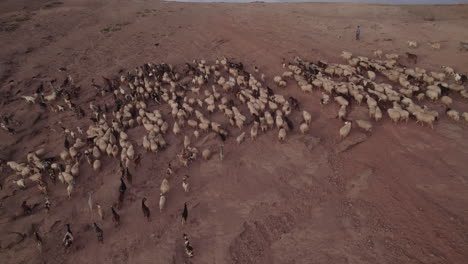 Luftaufnahme-Nach-Einer-Herde-Von-Schafen-Und-Ziegen-Während-Des-Sonnenuntergangs