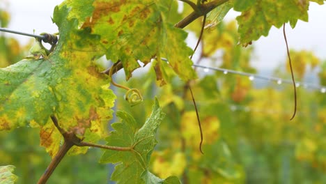 moist-branch-of-a-vine-on-an-autumn-day