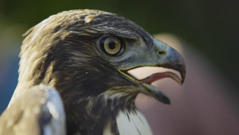 Close-Up-of-Red-Tailed-Hawk