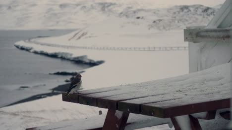 Zwei-Neugierige-Schneeammervögel,-Die-Auf-Schneebedecktem-Tisch-Landen