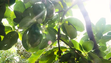 close-up-handheld-shot-of-green-avocado-on-tree,-sunlight-breaks-through-leaves