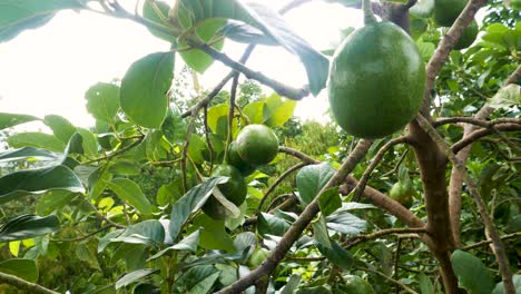 handheld-push-in-shot-of-organic-avocado-hanging-on-tree