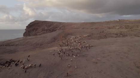 Luftaufnahme-Nach-Einer-Herde-Von-Schafen-Und-Ziegen-In-Halber-Distanz-Während-Des-Sonnenuntergangs