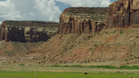 Wide-Shot-of-Cow-Grazing-in-Desert-Landscape