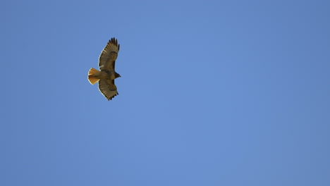 Slow-Motion-Shot-of-Red-Tailed-Hawk-Flying-Above-Grand-Canyon
