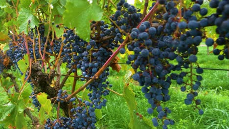 Ripe-grapes-on-vine-branch-on-wet-autumn-day