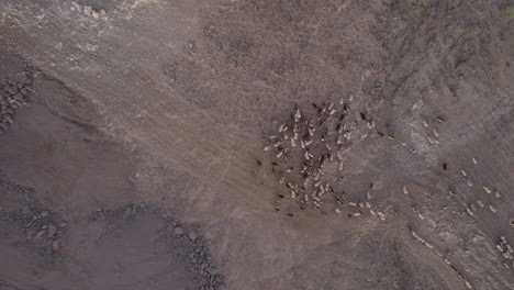 Luftaufnahme-Von-Oben-über-Eine-Herde-Von-Schafen-Und-Ziegen-Während-Des-Sonnenuntergangs-Und-In-Der-Gemeinde-Galdar-Auf-Der-Insel-Gran-Canaria
