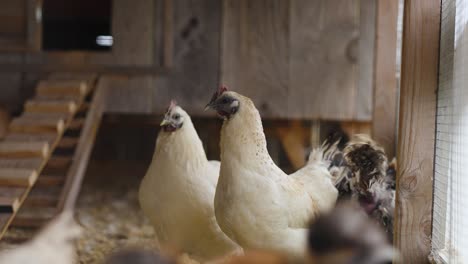Hens-in-a-chicken-coop