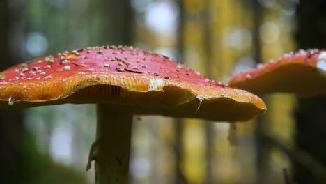 close-up-head-of-red-fly-agaric-in-forest