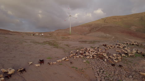aerial-shot-of-a-flock-of-sheep-and-goats-in-the-mountains-and-a-windmill-can-be-seen