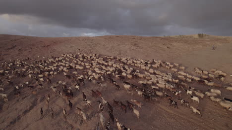 Nice-aerial-shot-of-a-flock-of-sheep-and-goats-going-up-the-mountain-and-with-the-shepherd-leading-the-cattle
