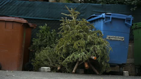 Verlassene-Weihnachtsbäume-Neben-Mülltonne-Nach-Den-Ferien