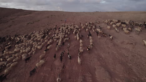 Aerial-shot-of-a-flock-of-sheep-and-goats-going-up-the-mountain-and-with-the-shepherd-leading-the-cattle