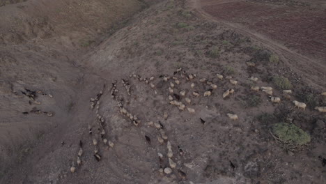 Fantastic-aerial-shot-with-a-zenithal-view-on-a-flock-of-sheep-and-goats-running-and-during-the-sunset