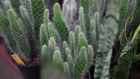 Cactus-plant-in-a-greenhouse