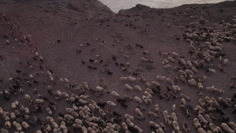 aerial-shot-of-a-flock-of-sheep-and-goats-near-the-coast-and-during-sunset