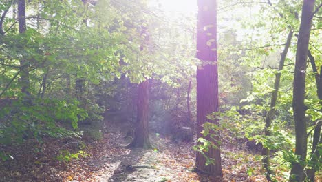 Sonnenlicht-Bricht-Durch-Blätterdach-Beim-Spaziergang-Durch-Den-Wald-Pov