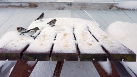 Birds-feeding-off-from-snowy-table