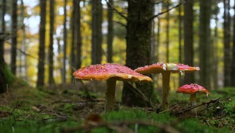 toadstool-in-peaceful-colorful-dreamy-forest-on-moss