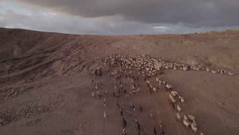 Nice-aerial-shot-in-orbit-over-a-flock-of-sheep-and-goats-going-up-the-mountain,-during-sunset