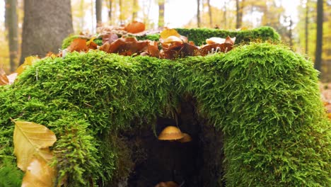 light-brown-mushroom-grows-from-mossy-tree-stump,-look-like-fairy-tale-forest