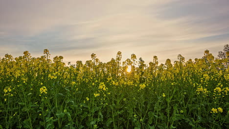 Amazing-time-lapse-of-a-sunrise-on-a-feathery-cloudy-sky-behind-the-dancing-yellow-flower-field