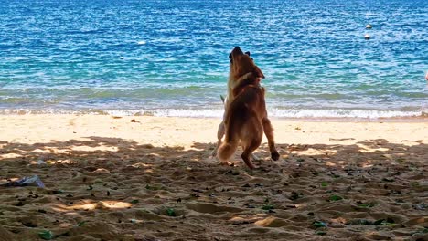 Two-dogs-play-fight-on-sandy-beach-in-shade-on-sunny-day-with-water-background