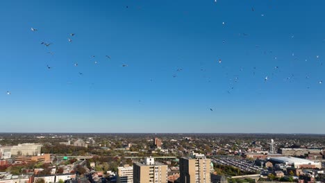 Flock-of-seagulls-and-birds-migrate-from-urban-American-city